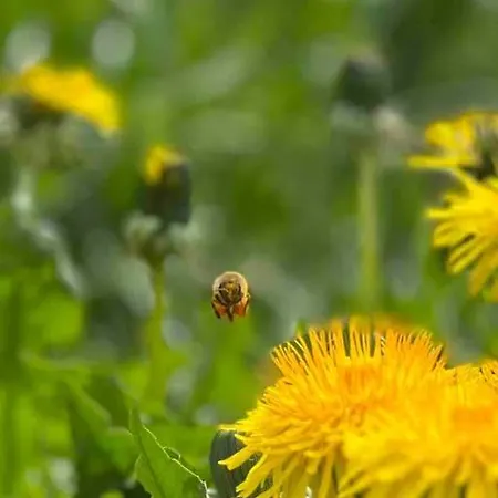 Apartamento Schwarzwaldausblick - Umweltfreundlich & Pool *