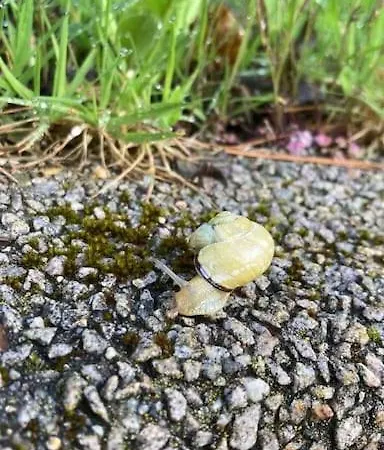 Schwarzwaldausblick - Umweltfreundlich & Pool *