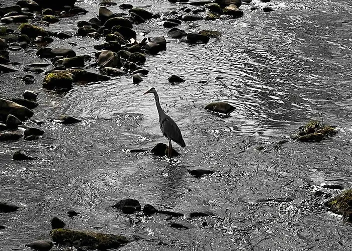 Appartement Schwarzwaldausblick - Umweltfreundlich & Pool Baiersbronn